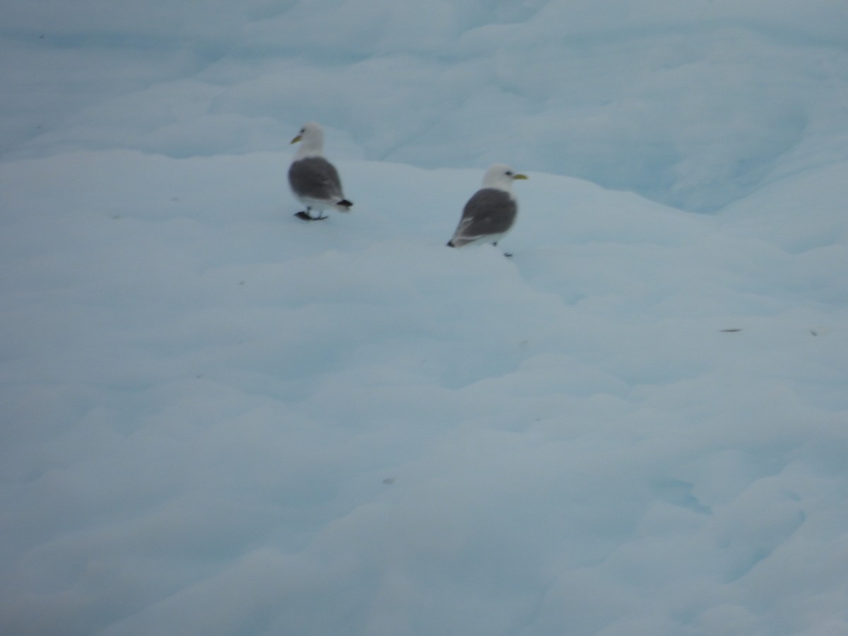 Black-legged Kittiwake - ML641065641