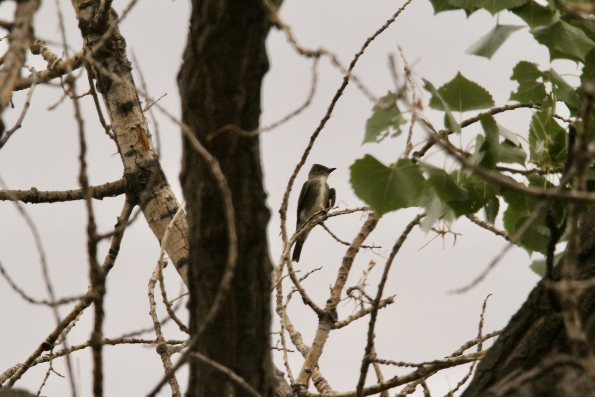 Olive-sided Flycatcher - ML641065642