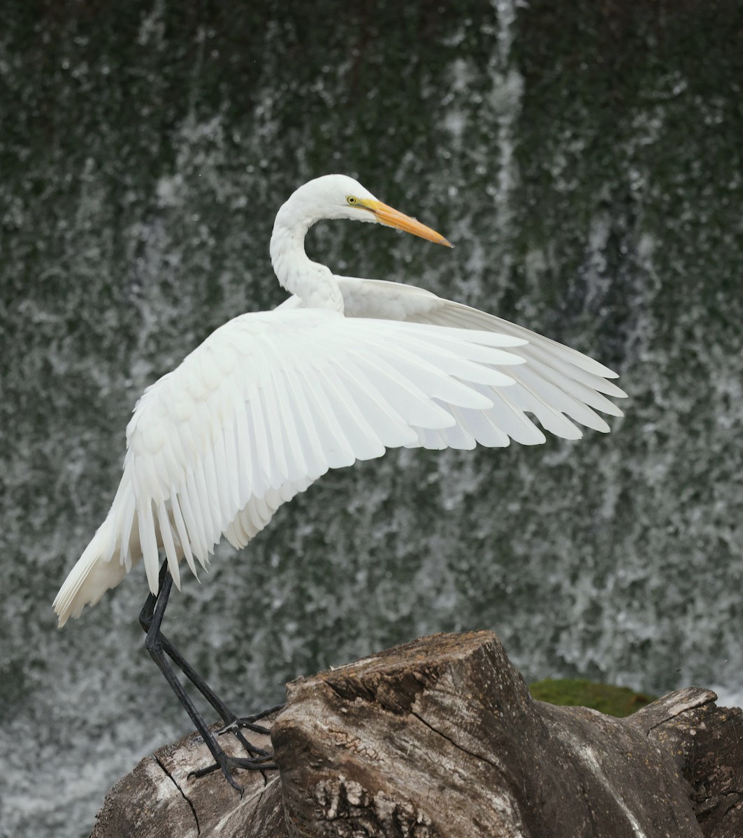 Great Egret - ML641065645