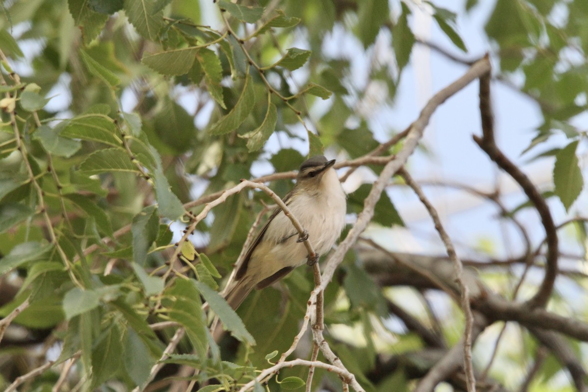 Red-eyed Vireo - ML641065667