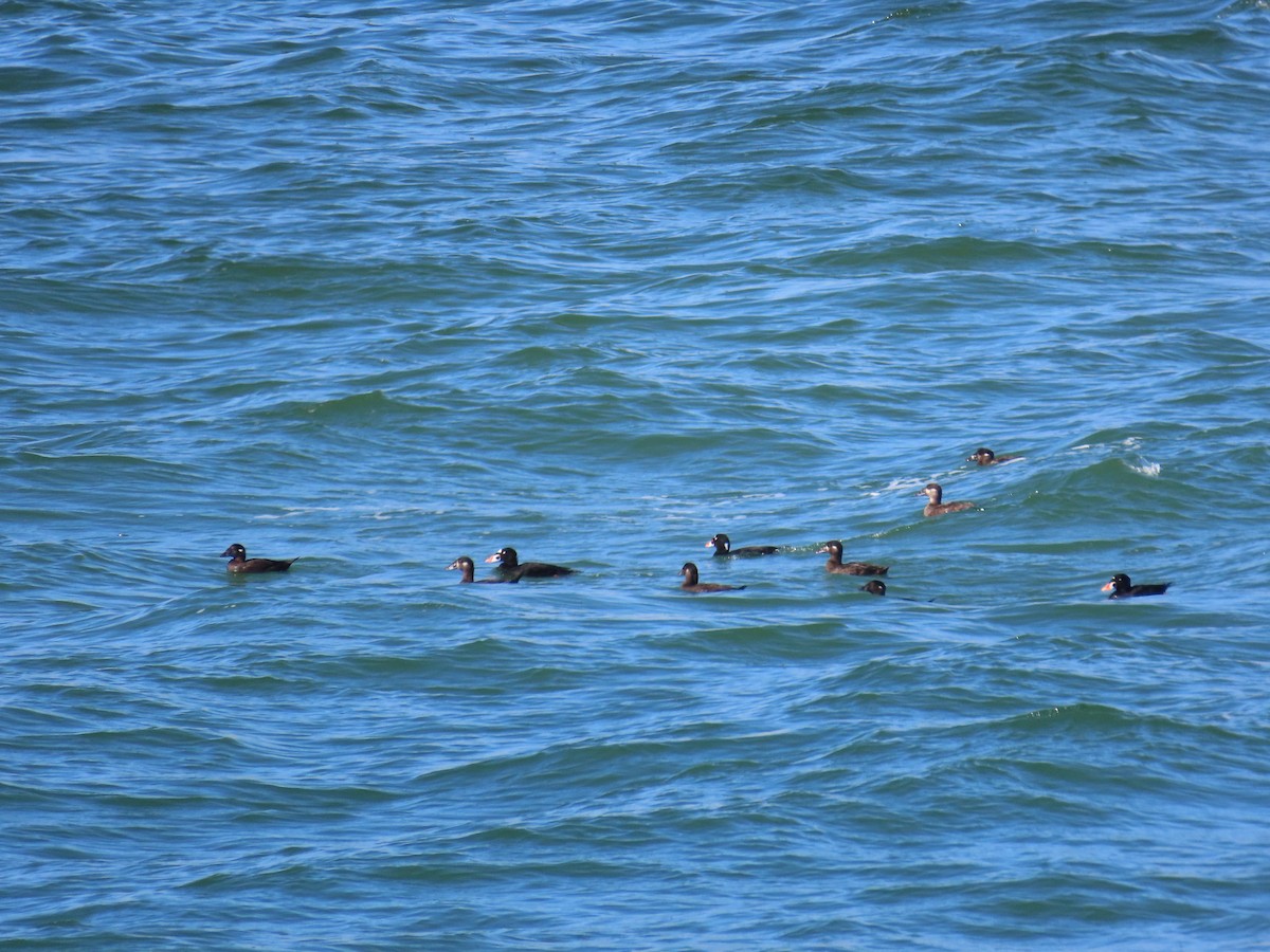 Surf Scoter - ML641065678