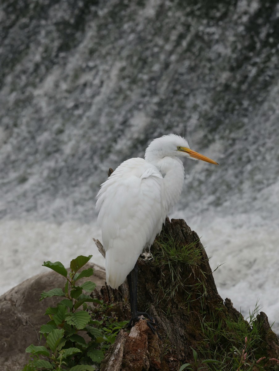 Great Egret - ML641065679