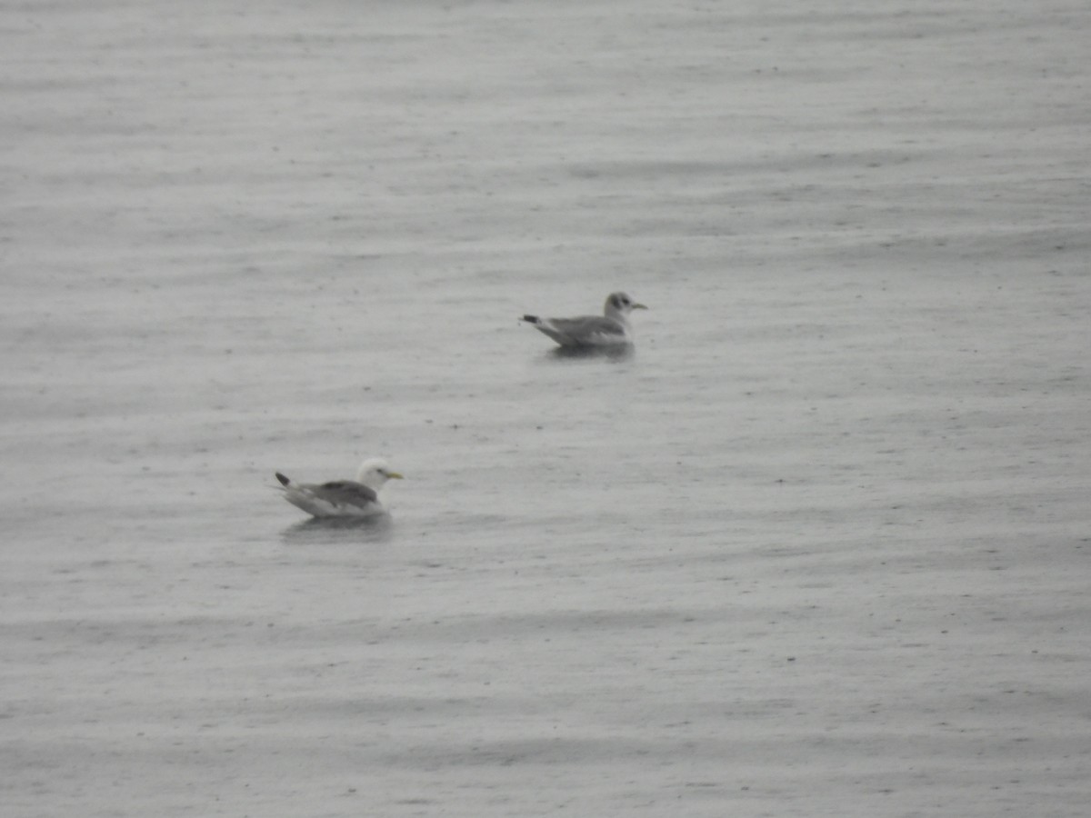 Black-legged Kittiwake - ML641065704