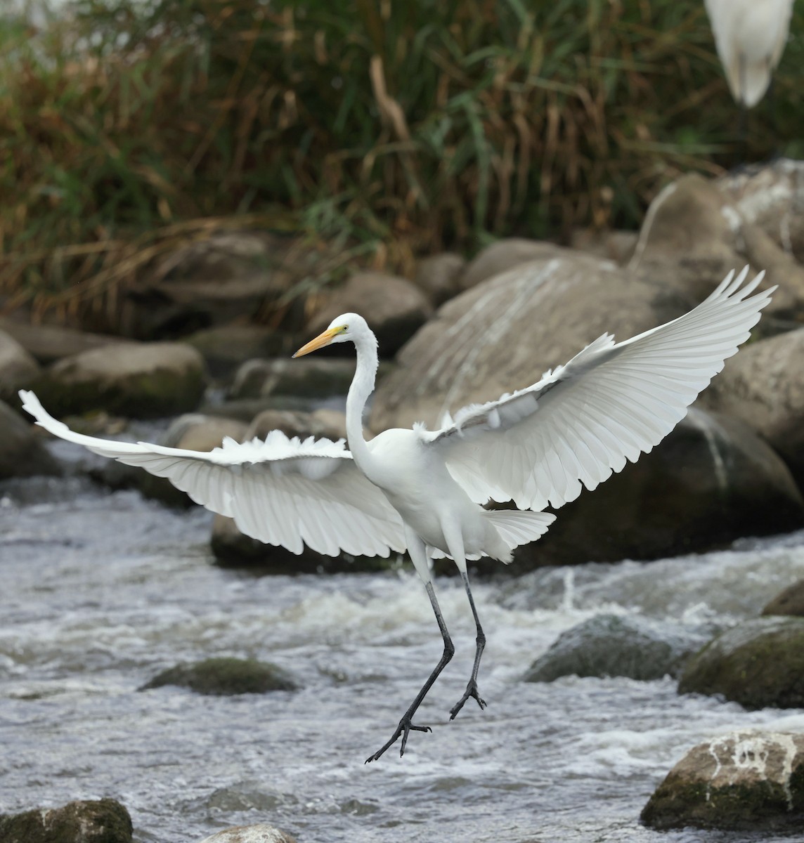 Great Egret - ML641065706