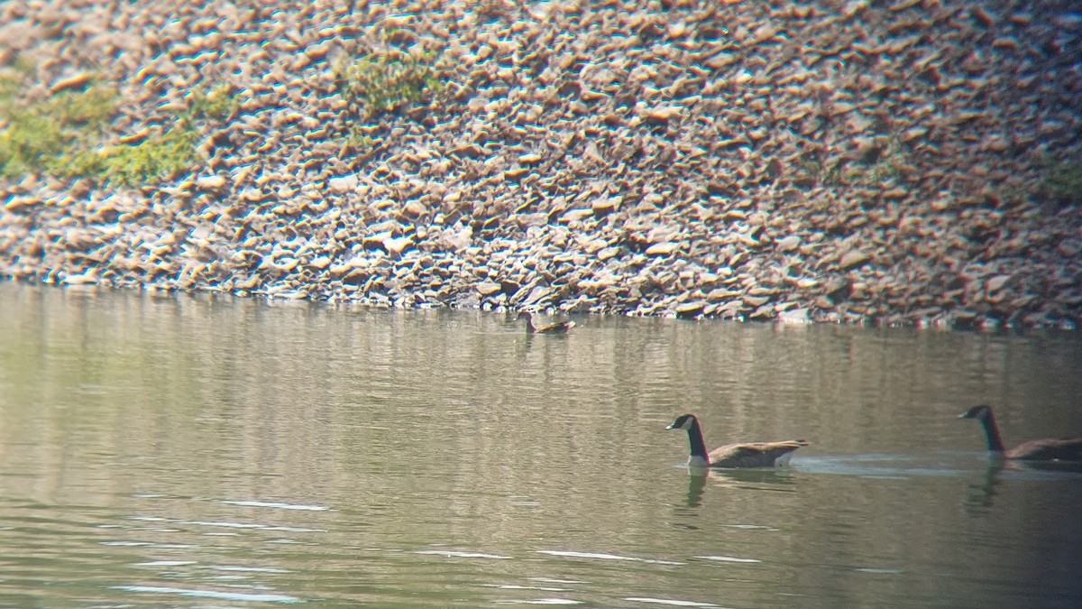 Канад галуу - ML641065722