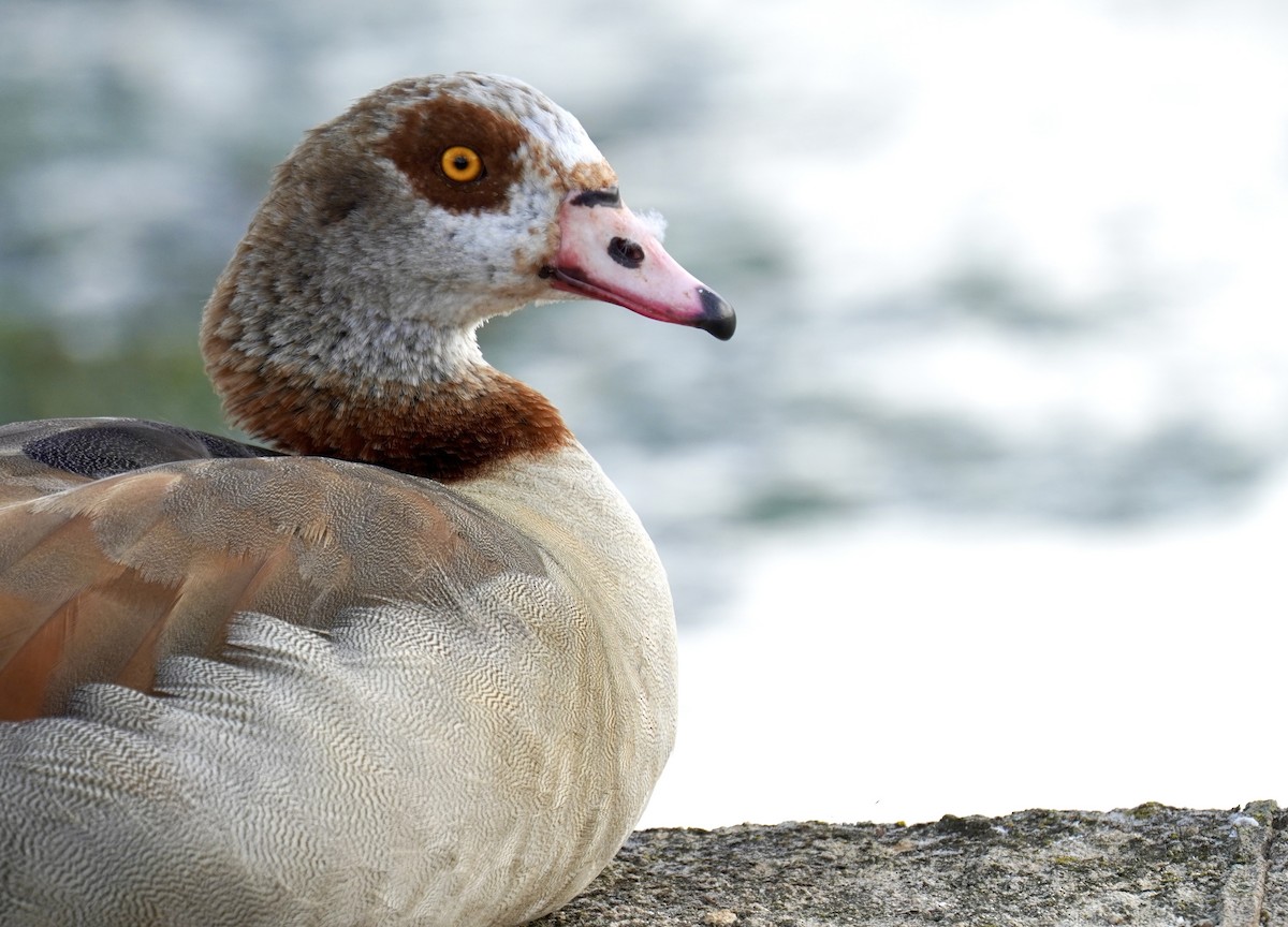 Egyptian Goose - ML641065730