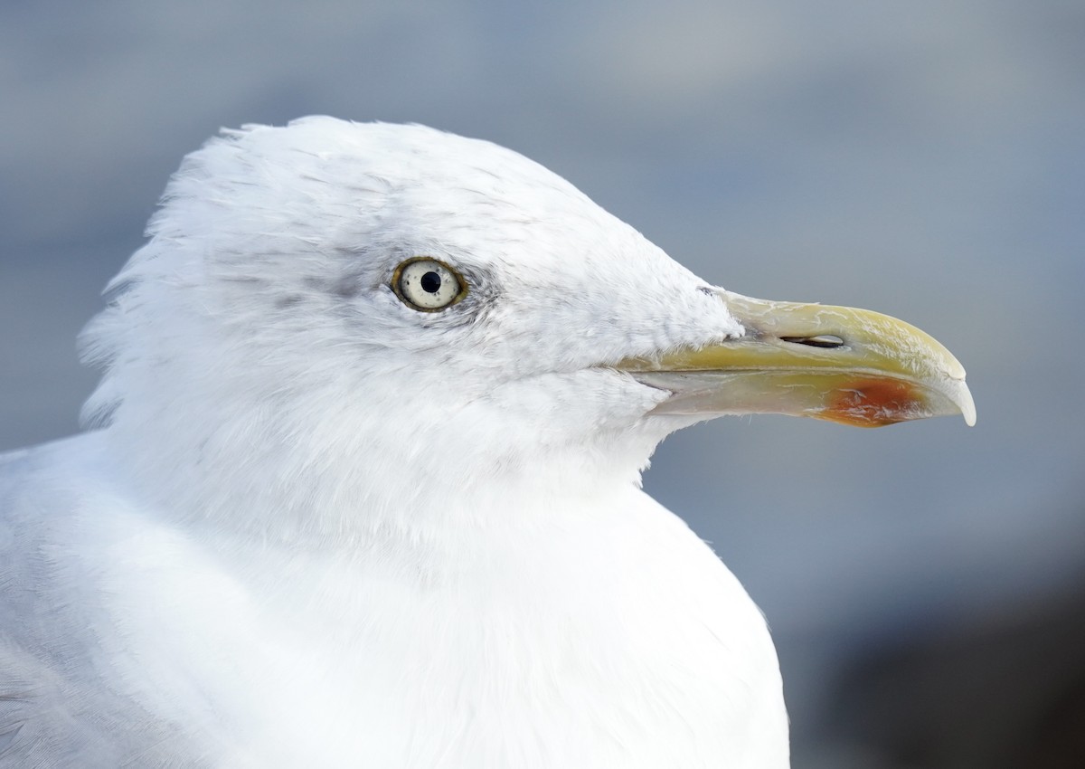 European Herring Gull - ML641065739