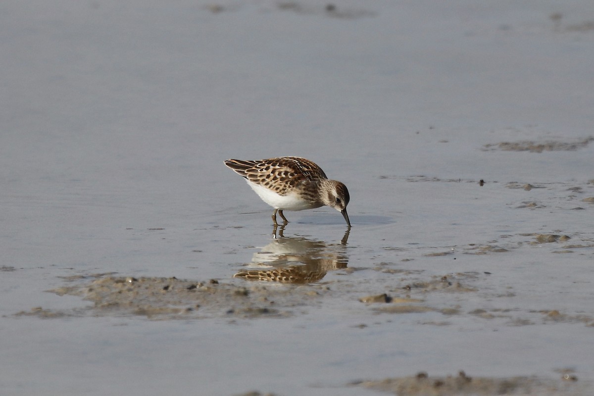pygmésnipe - ML641065761