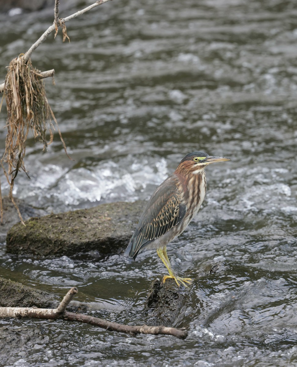 Green Heron - ML641065763