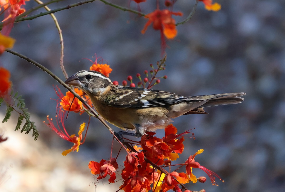 Black-headed Grosbeak - ML641065765