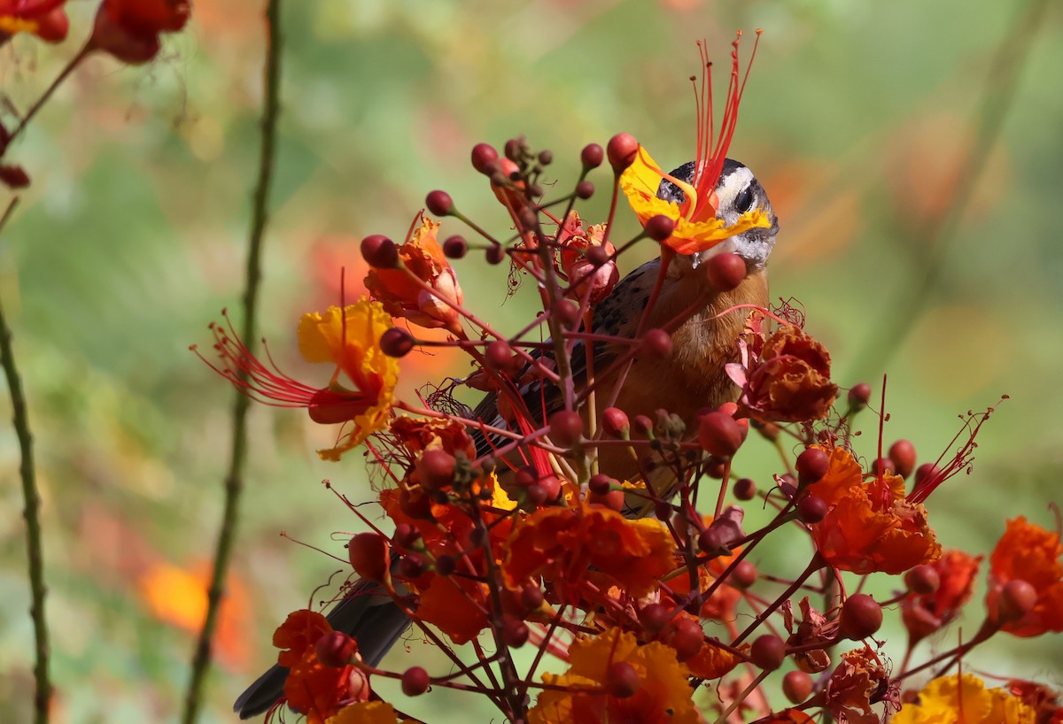 Black-headed Grosbeak - ML641065766