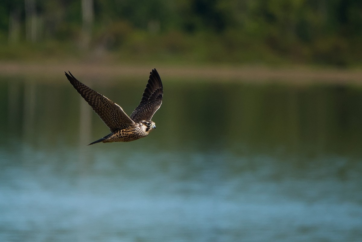 Peregrine Falcon - ML641065805