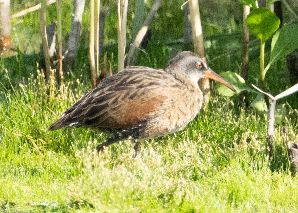 Virginia Rail - ML641065846