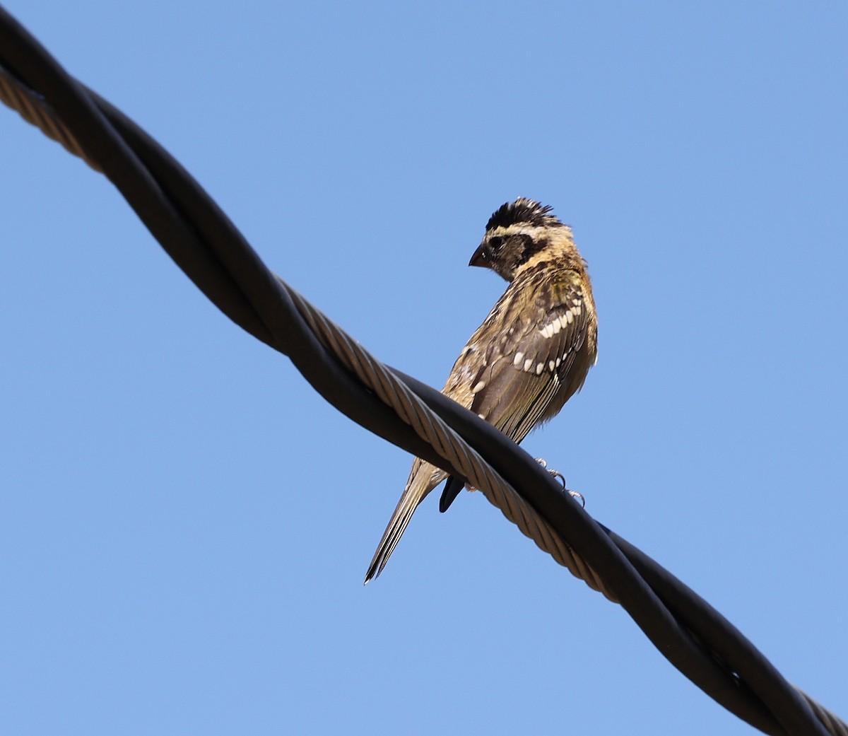 Black-headed Grosbeak - ML641065850
