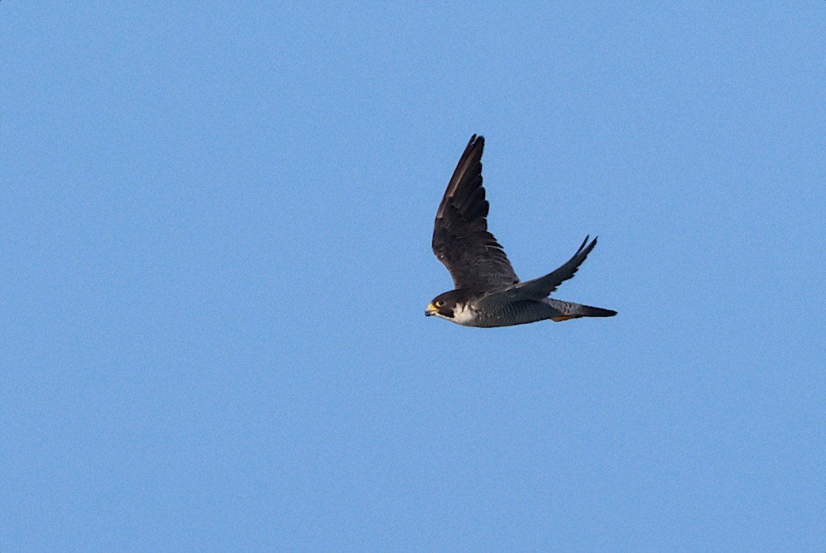 Peregrine Falcon - ML641065866