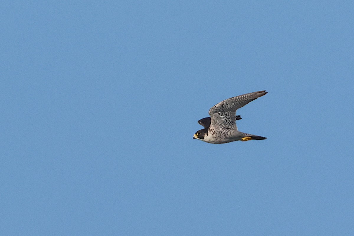Peregrine Falcon - ML641065867