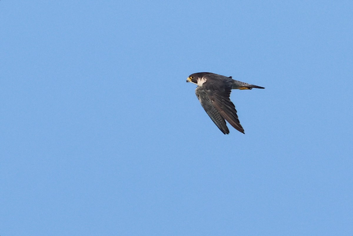 Peregrine Falcon - ML641065868