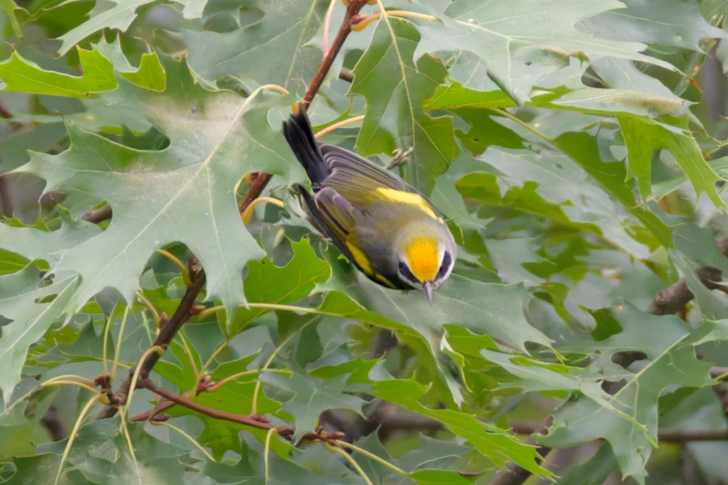 Golden-winged Warbler - ML641065889