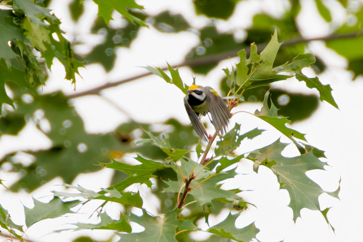 Golden-winged Warbler - ML641065890