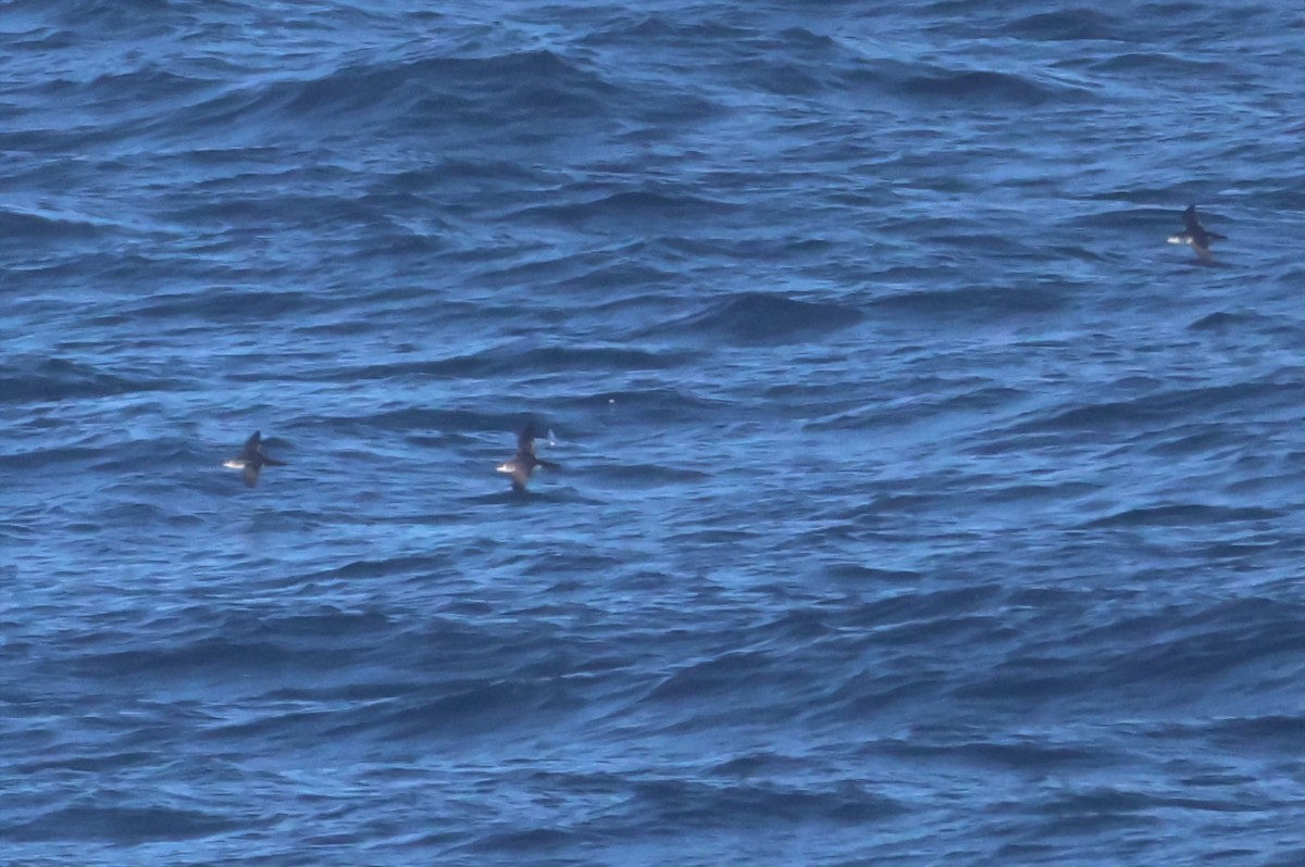 Manx Shearwater - ML641065893