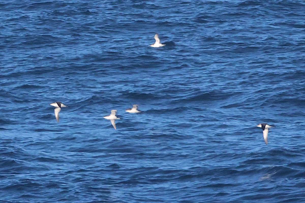 Manx Shearwater - ML641065895
