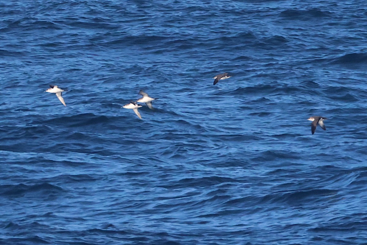 Manx Shearwater - ML641065896