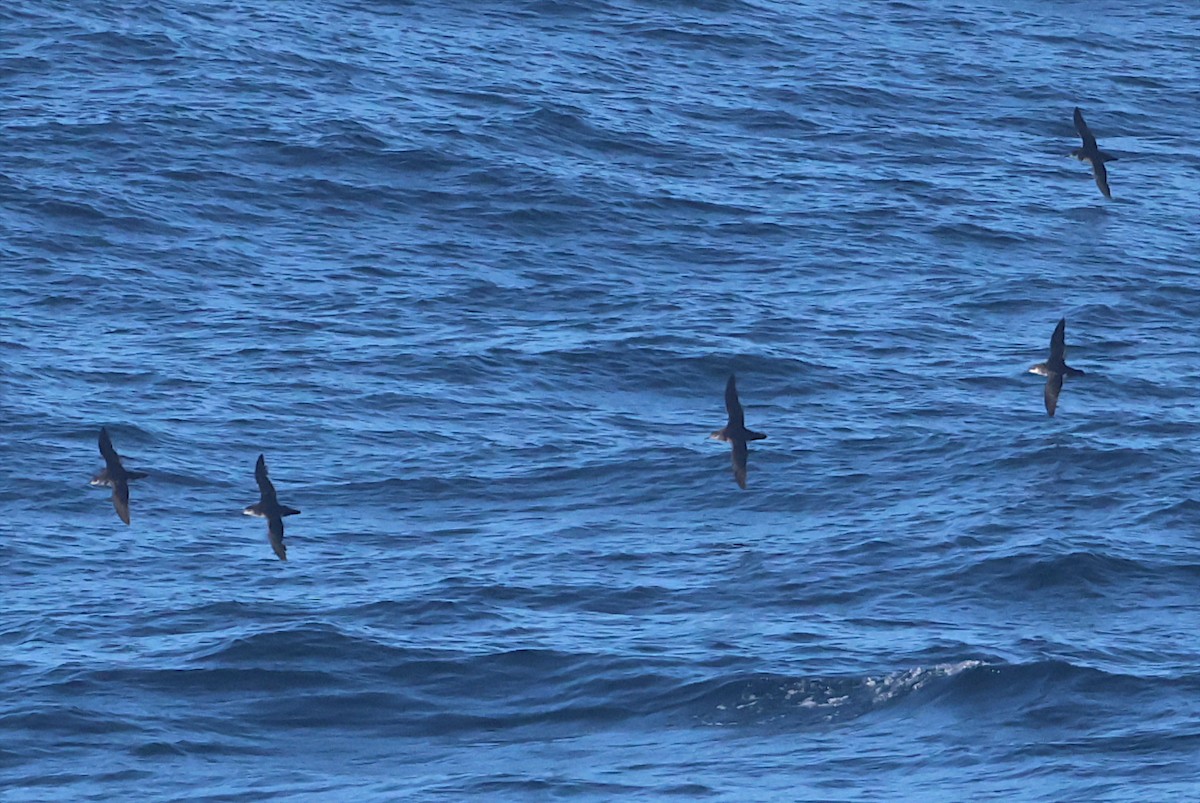 Manx Shearwater - ML641065897