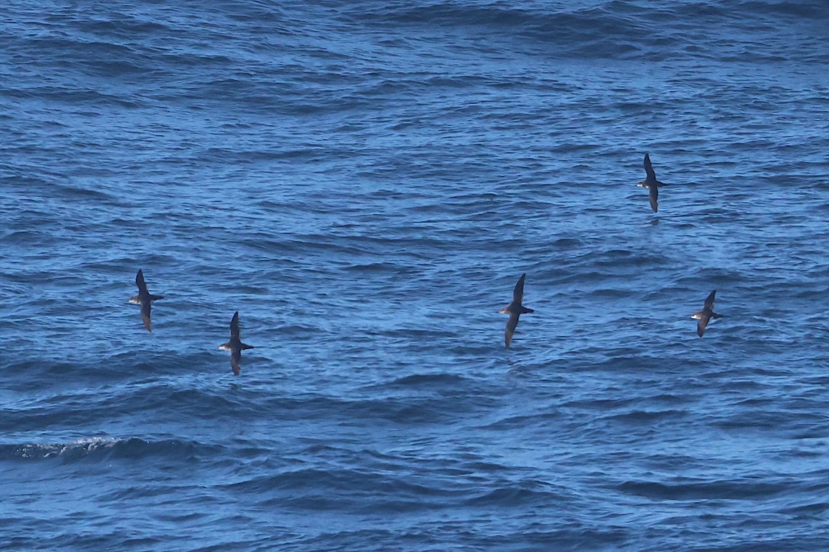 Manx Shearwater - ML641065902