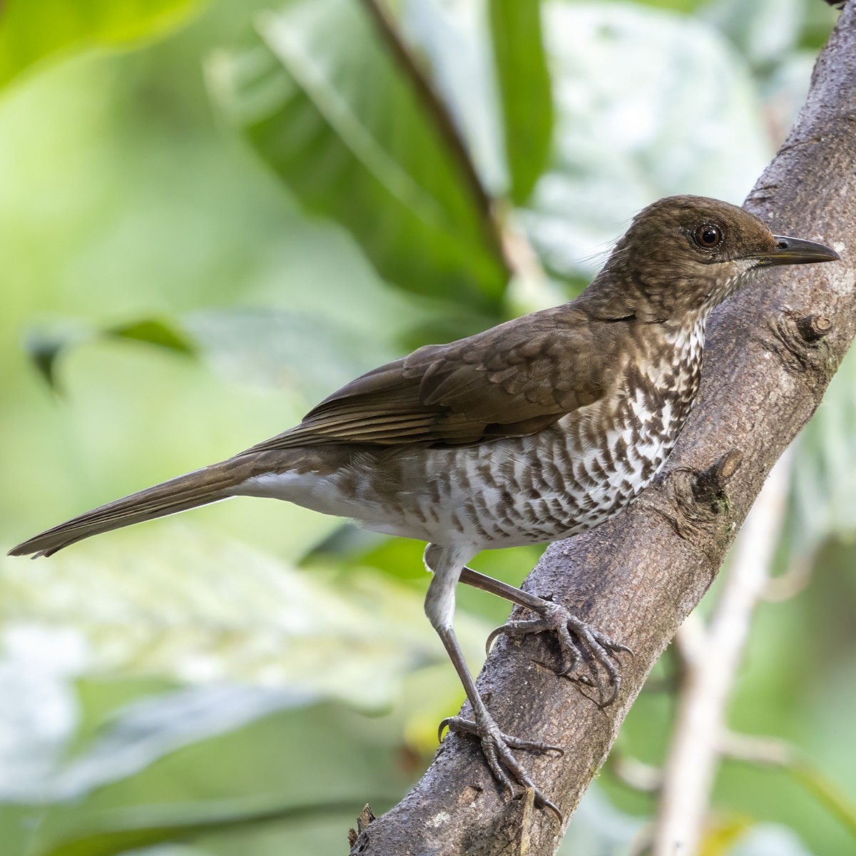 Marañon Thrush - ML641065936