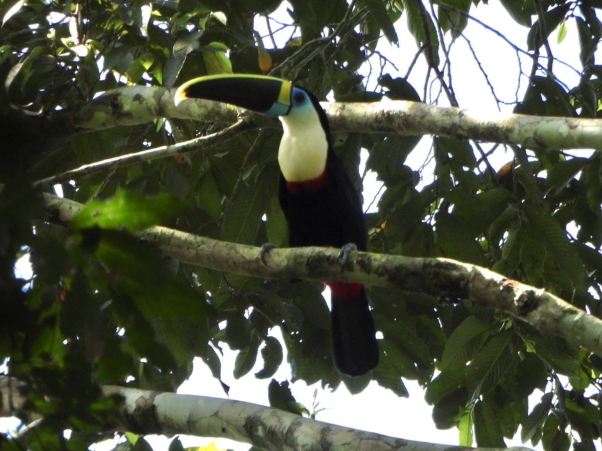 White-throated Toucan - ML641065945