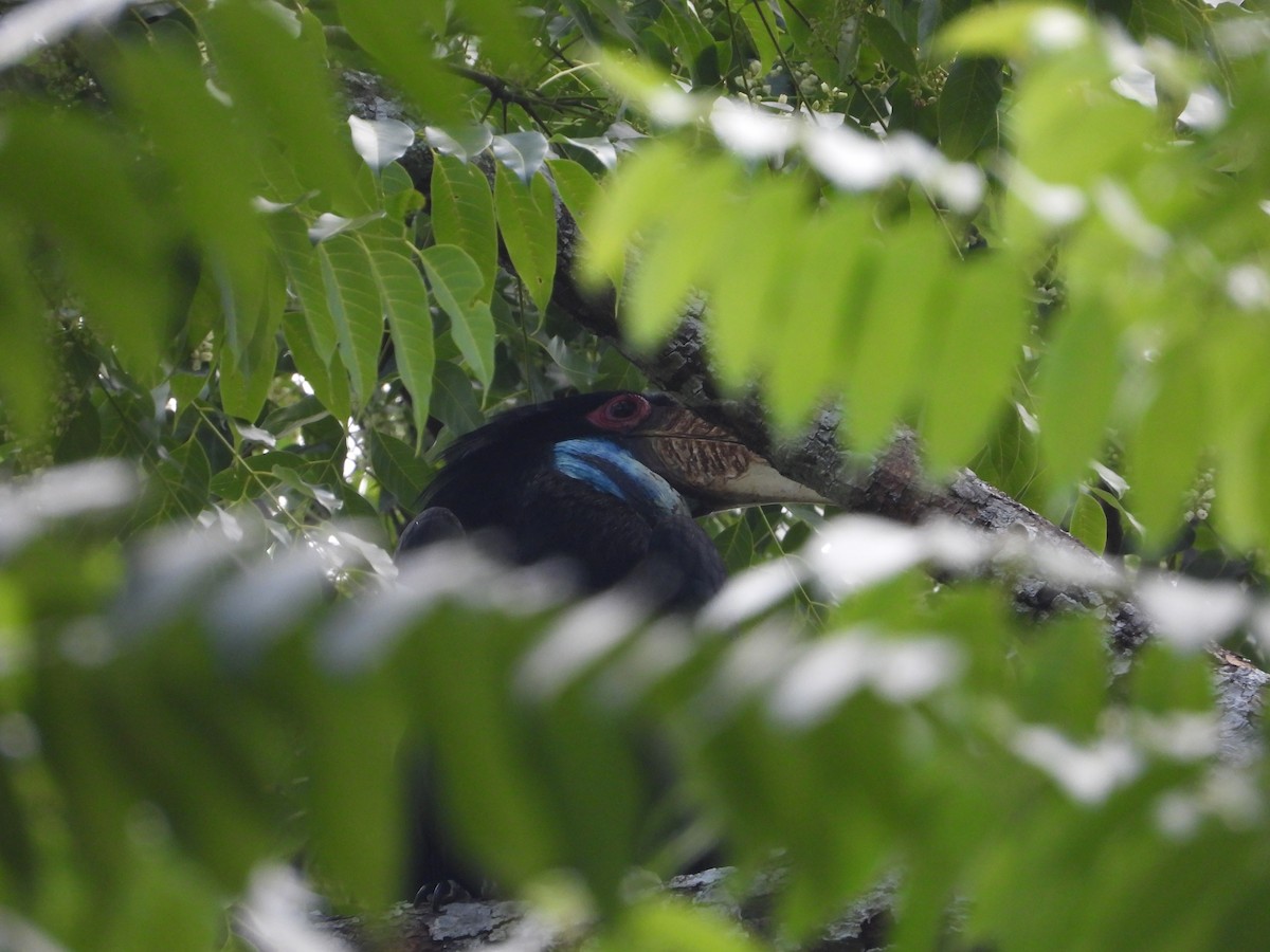 Wreathed Hornbill - ML641066000
