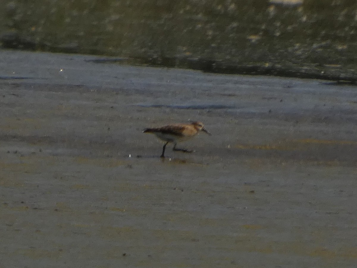 Bairdstrandläufer - ML641066019