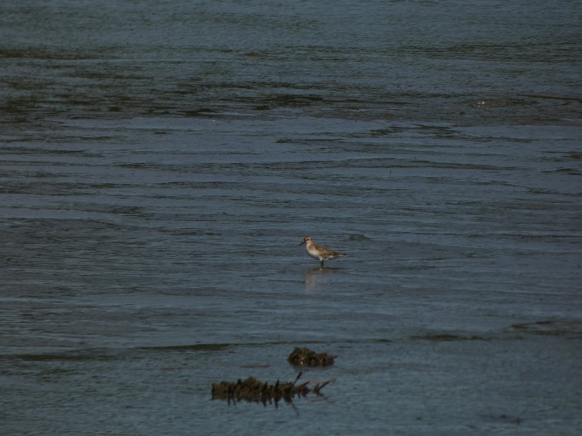 Bairdstrandläufer - ML641066020