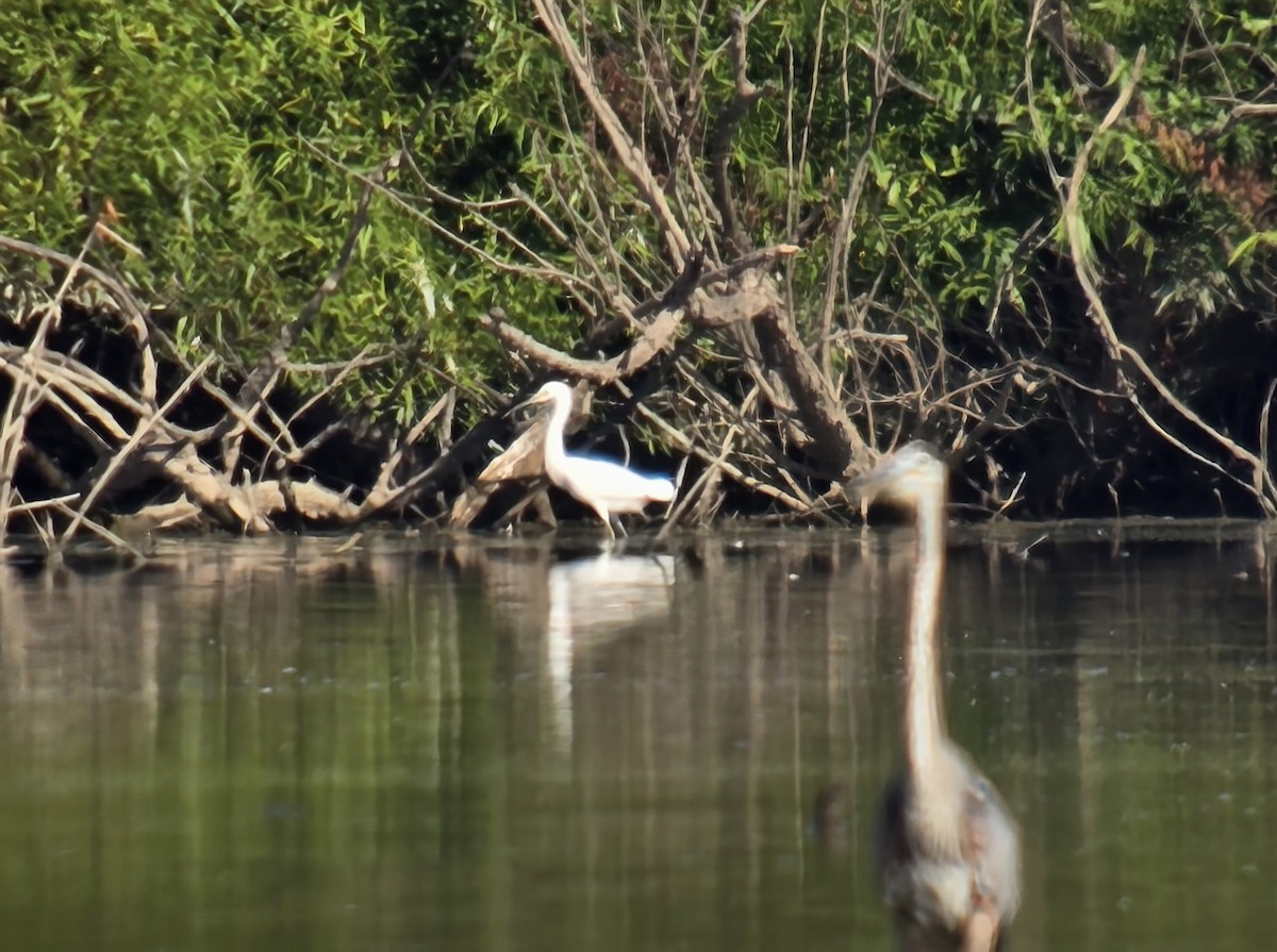 Snowy Egret - ML641066023