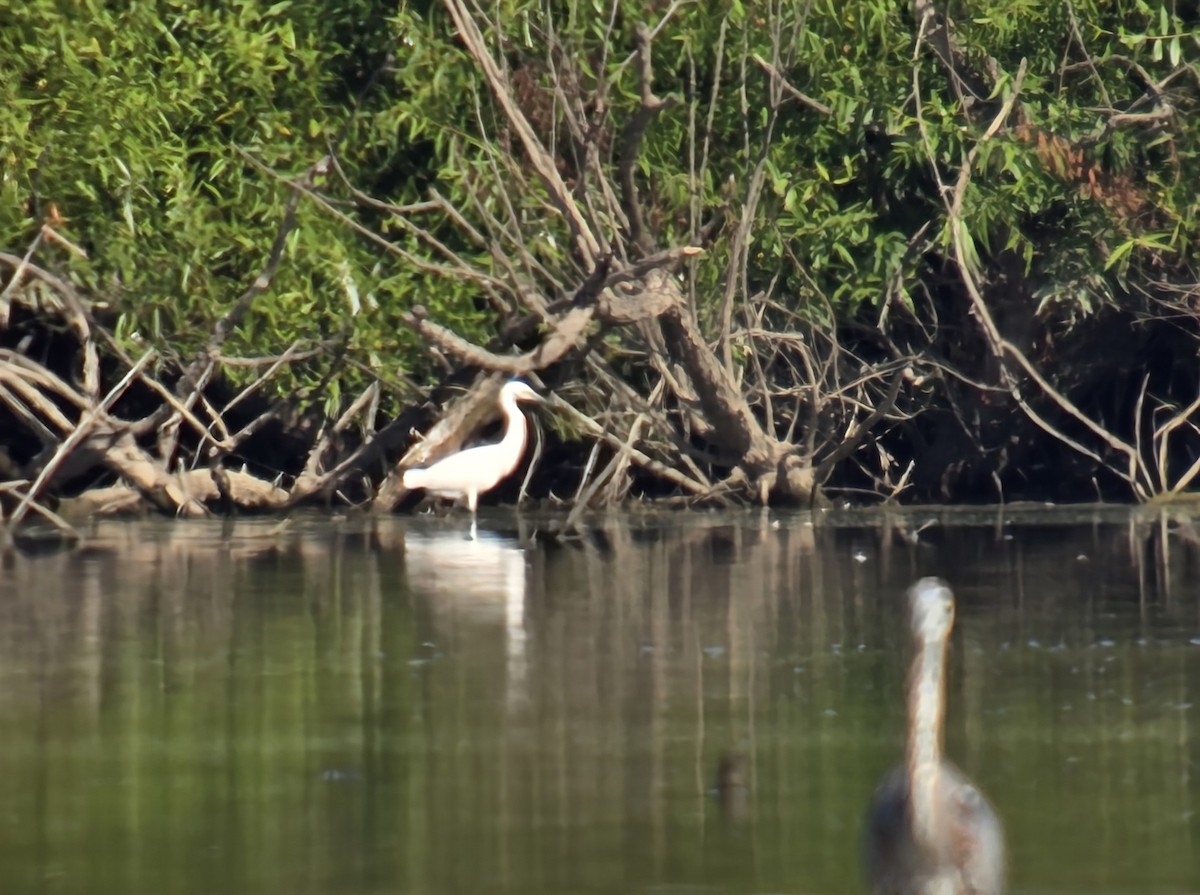 Snowy Egret - ML641066024