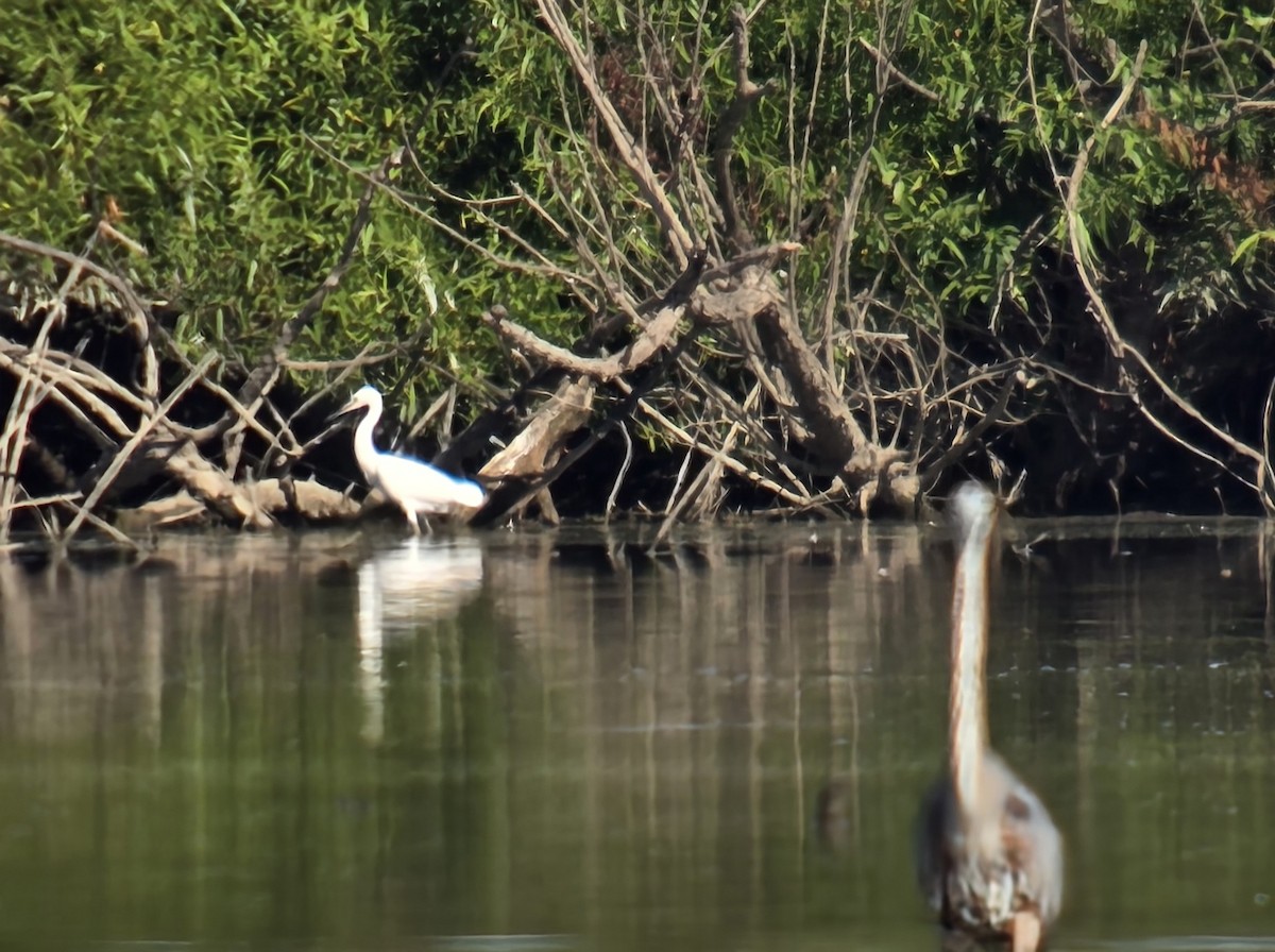 Snowy Egret - ML641066025