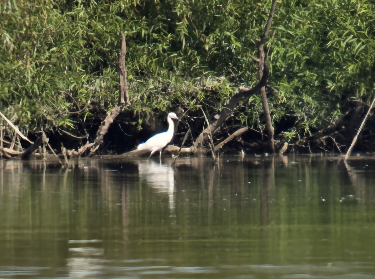Snowy Egret - ML641066026