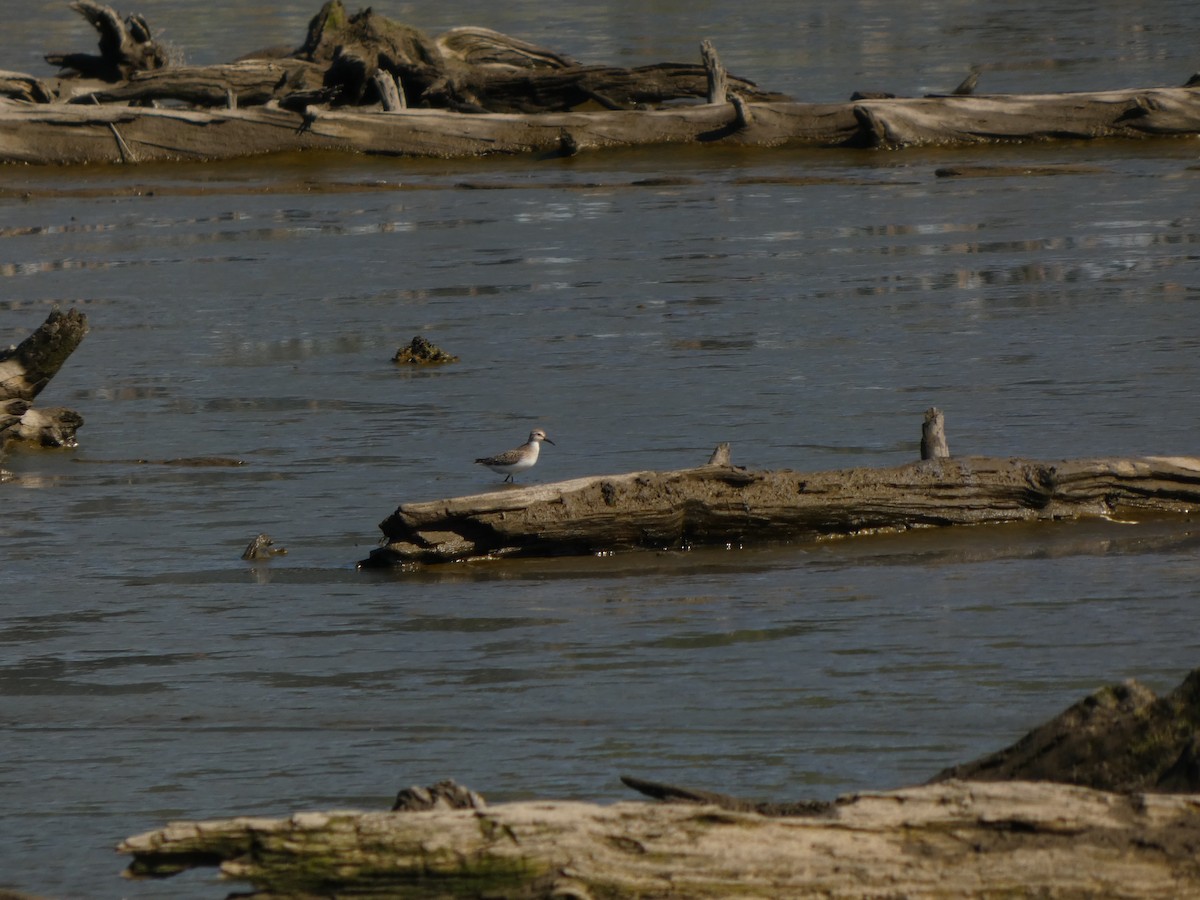 Weißbürzel-Strandläufer - ML641066032