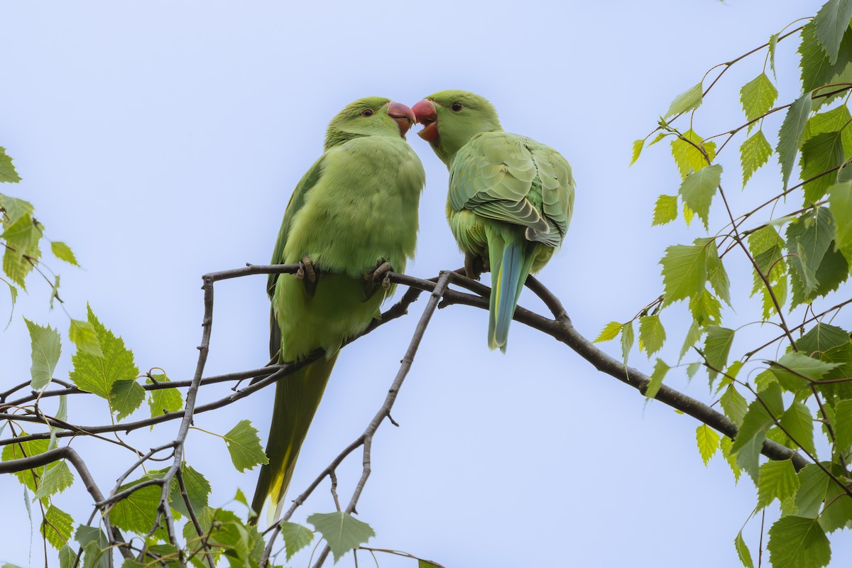 Rose-ringed Parakeet - ML641066047