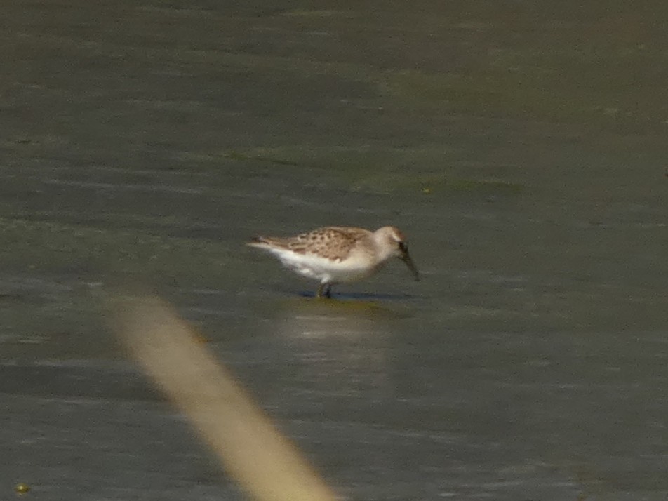 Bergstrandläufer - ML641066060