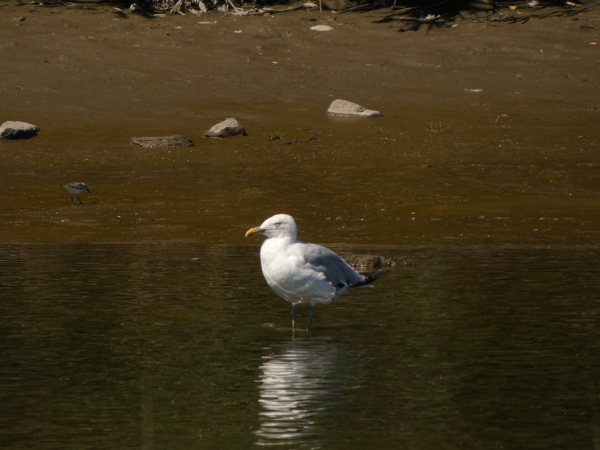 Kanadamöwe - ML641066104