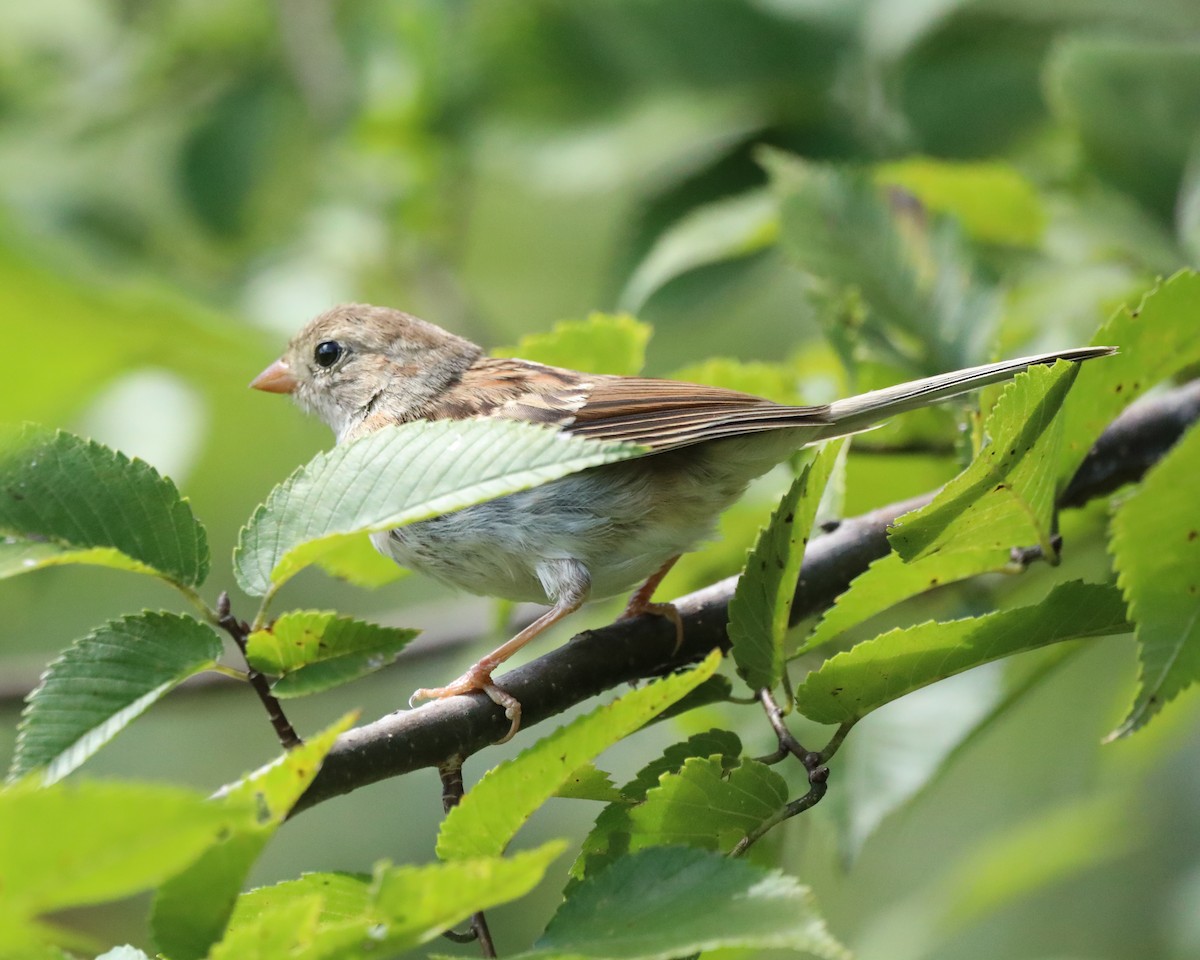 Field Sparrow - ML641066130