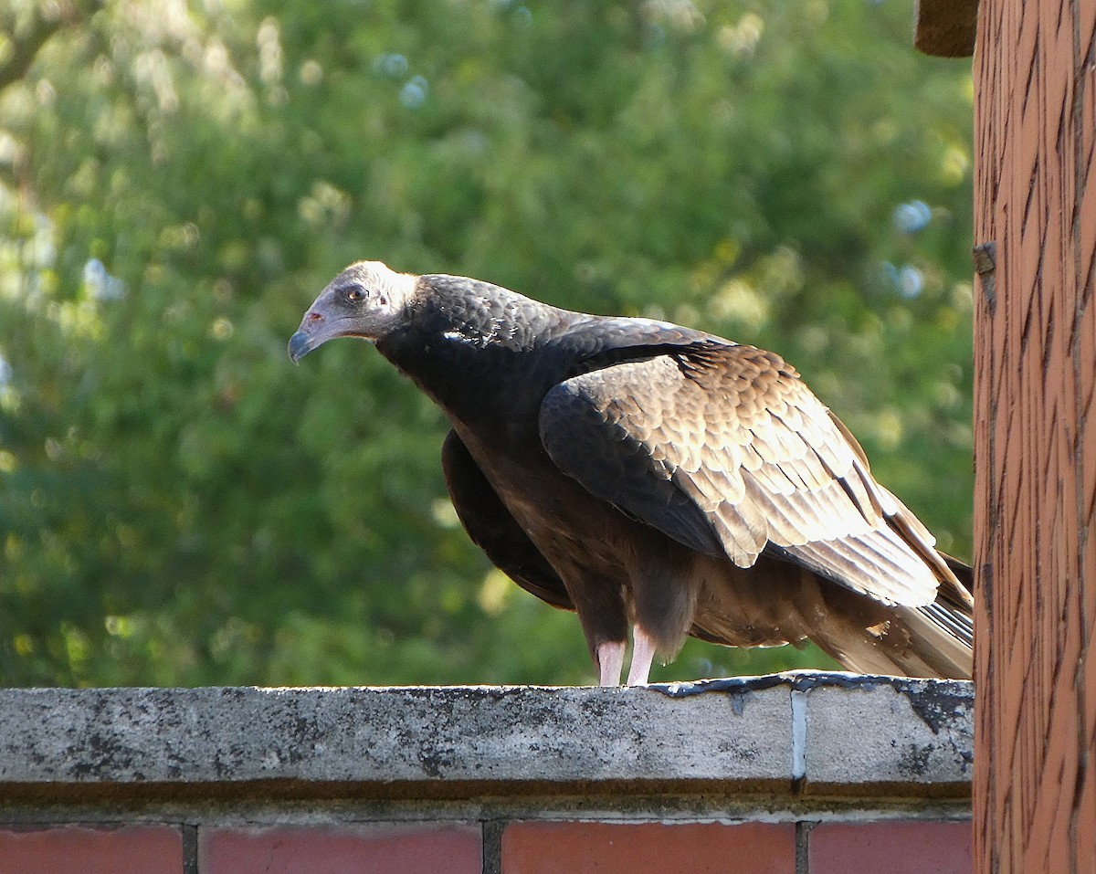 kondor krocanovitý - ML641066135