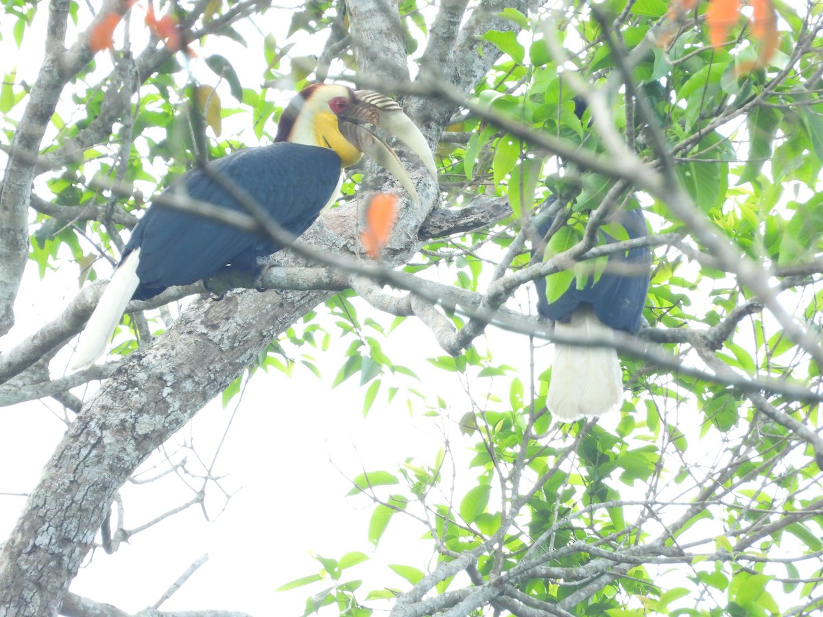 Wreathed Hornbill - ML641066144