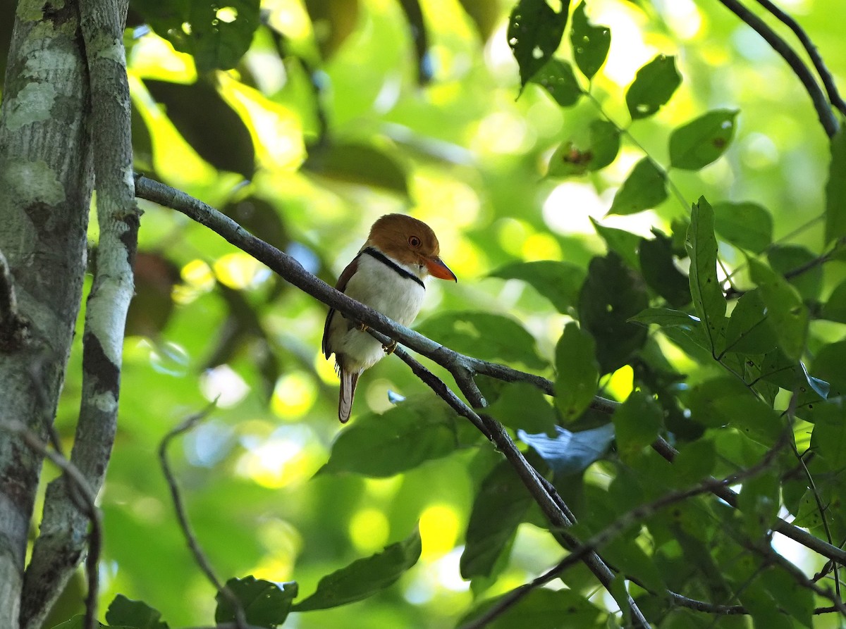 Collared Puffbird - ML641066153