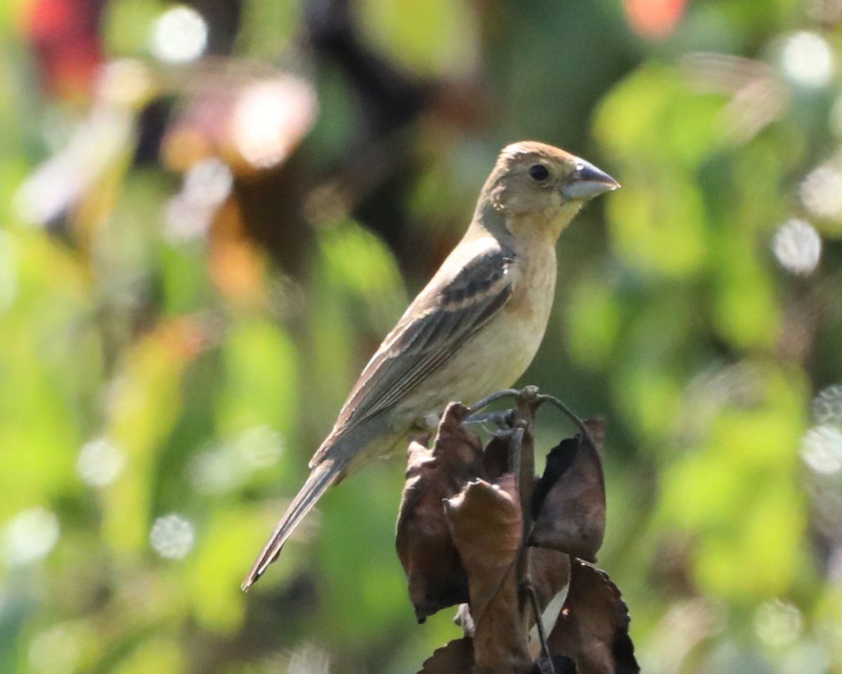 Blue Grosbeak - ML641066164
