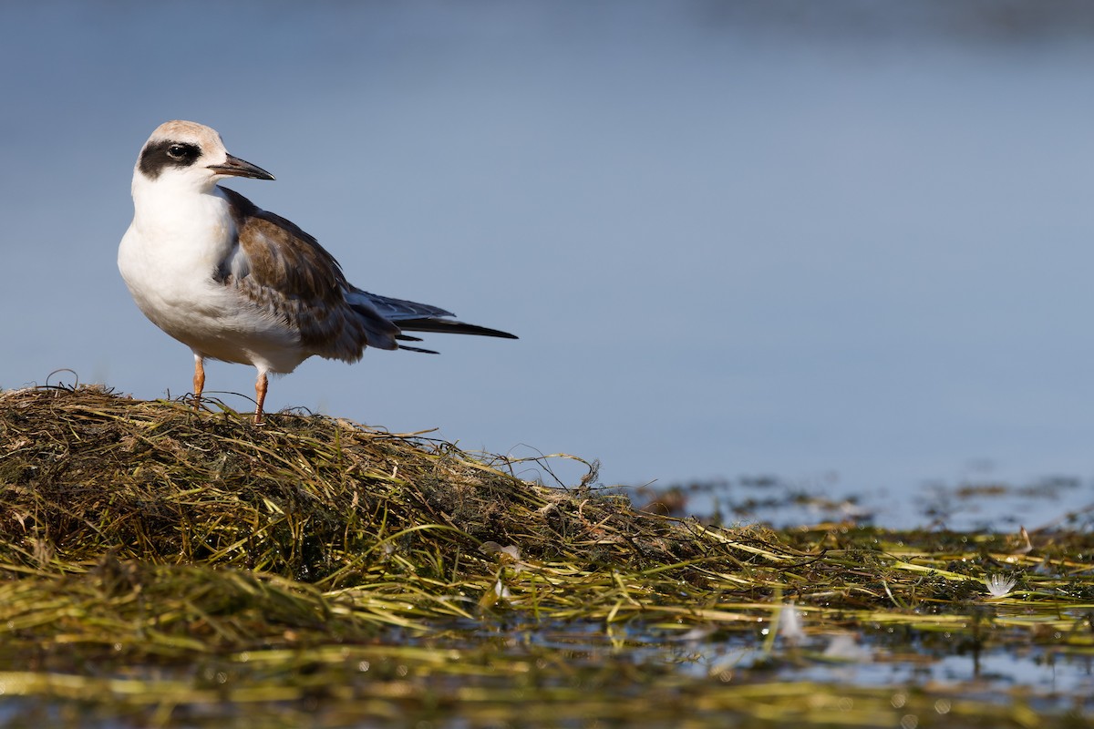 Forster's Tern - ML641066189