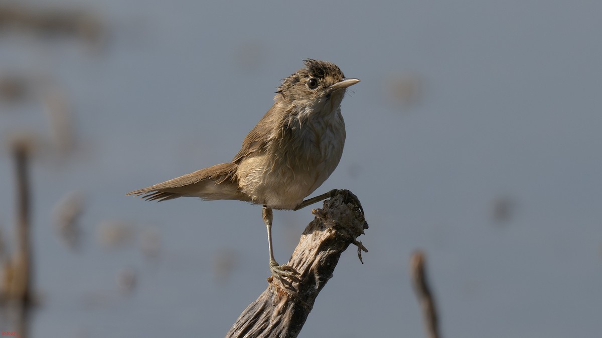 Marsh Warbler - ML641066191