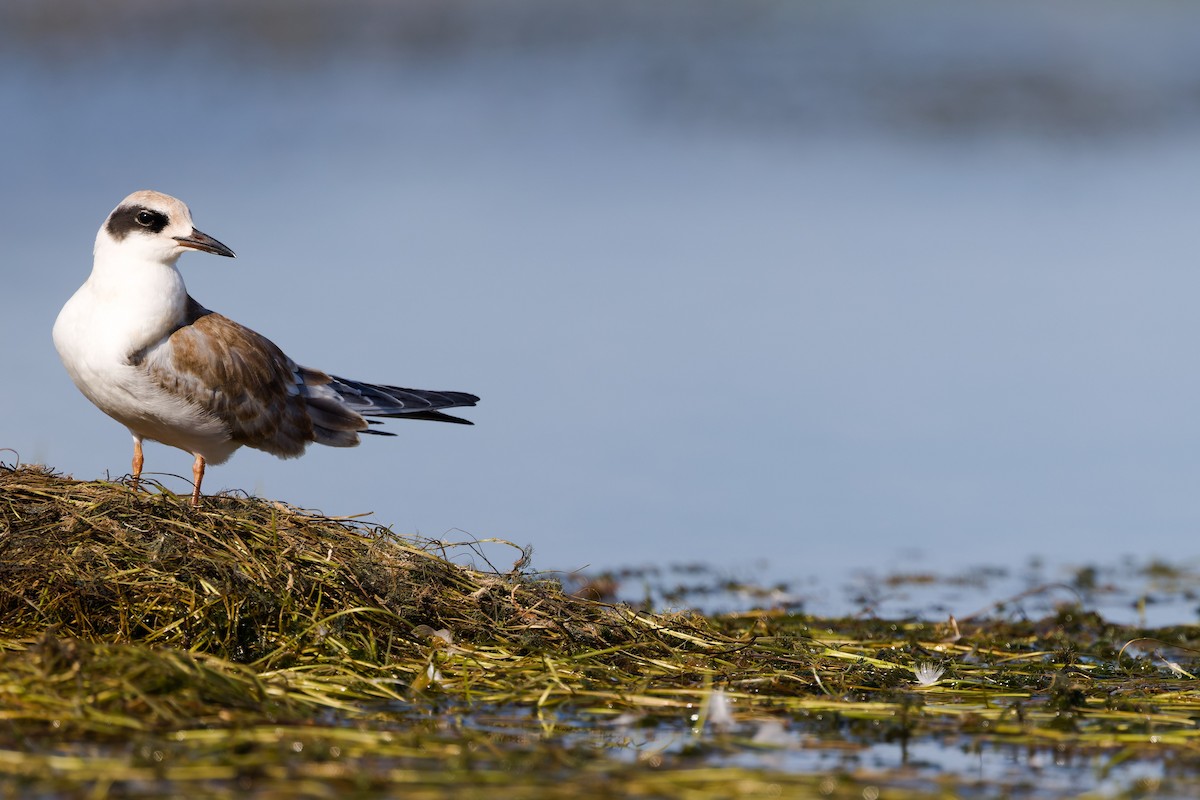Forster's Tern - ML641066192