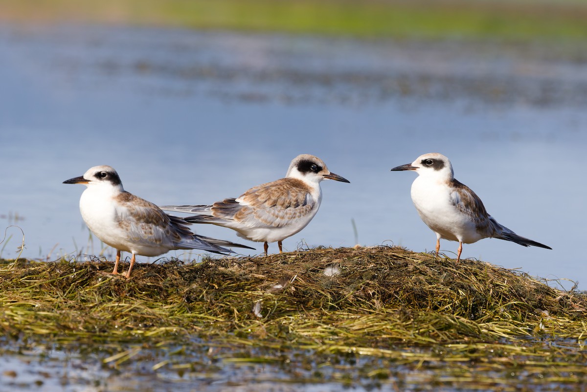 Forster's Tern - ML641066196